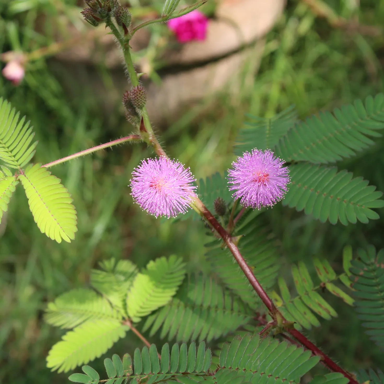 Mimose pudica (Sinnpflanze) - Blätter, die sich bewegen