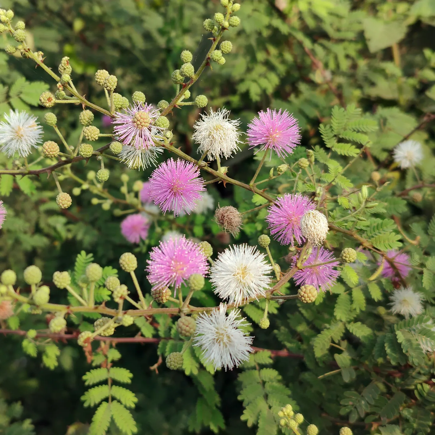 Mimose pudica (Sinnpflanze) - Blätter, die sich bewegen