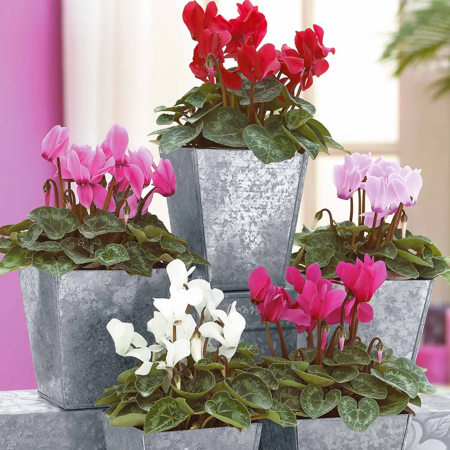 Mini-Cyclamen Super-Serie (x3) - Farbe wenn alles verblüht
