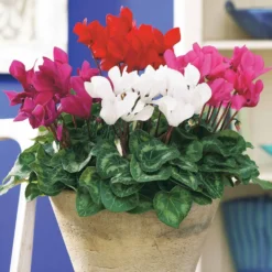 Mini-Cyclamen Super-Serie (x3) - Farbe wenn alles verblüht