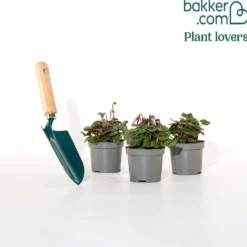 Mini-Cyclamen Super-Serie (x3) - Farbe wenn alles verblüht