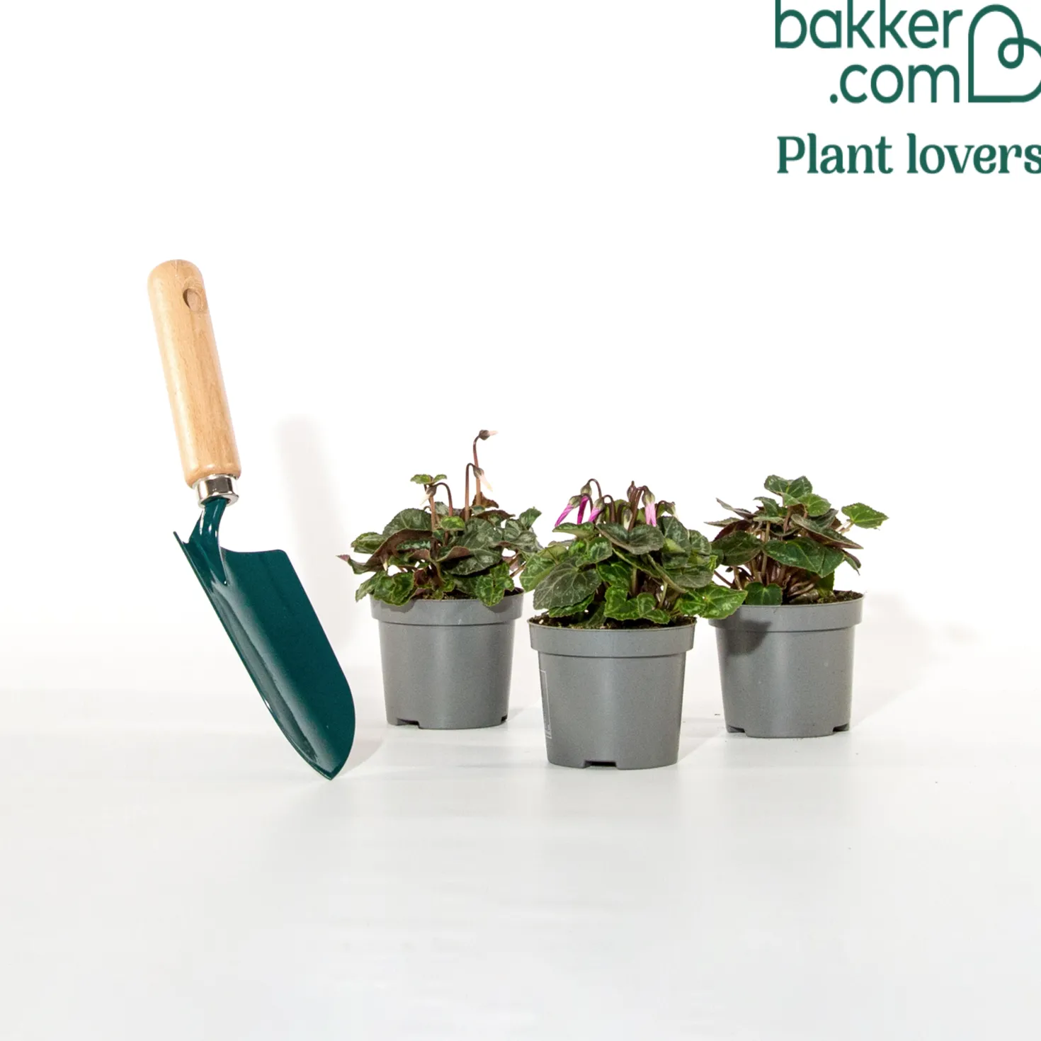 Mini-Cyclamen Super-Serie (x3) - Farbe wenn alles verblüht