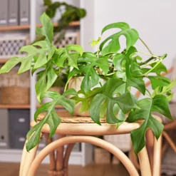 Mini gatenplant - Grün mit Dschungel-Effekt