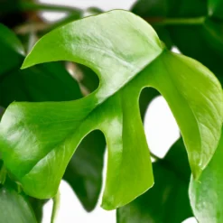 Mini gatenplant - Grün mit Dschungel-Effekt