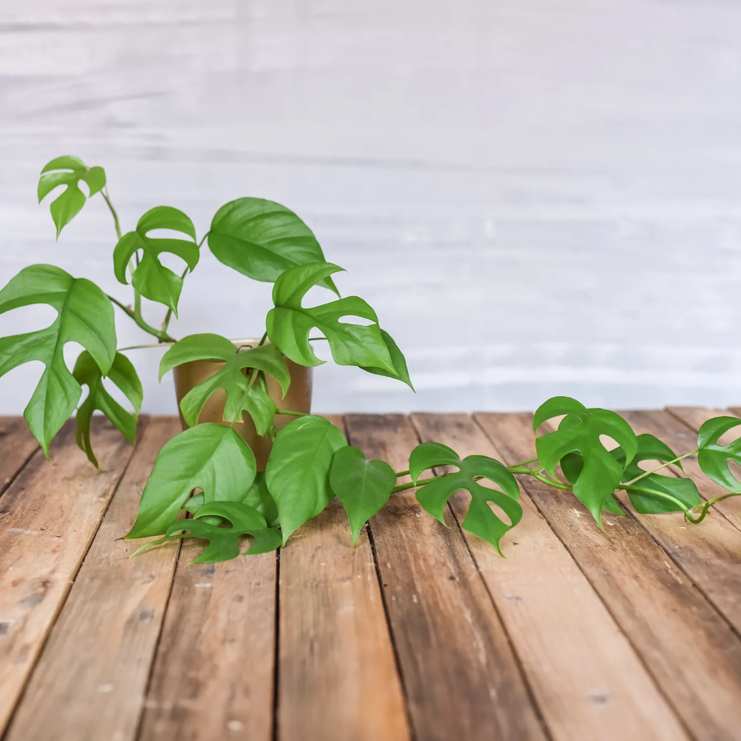 Mini gatenplant - Grün mit Dschungel-Effekt