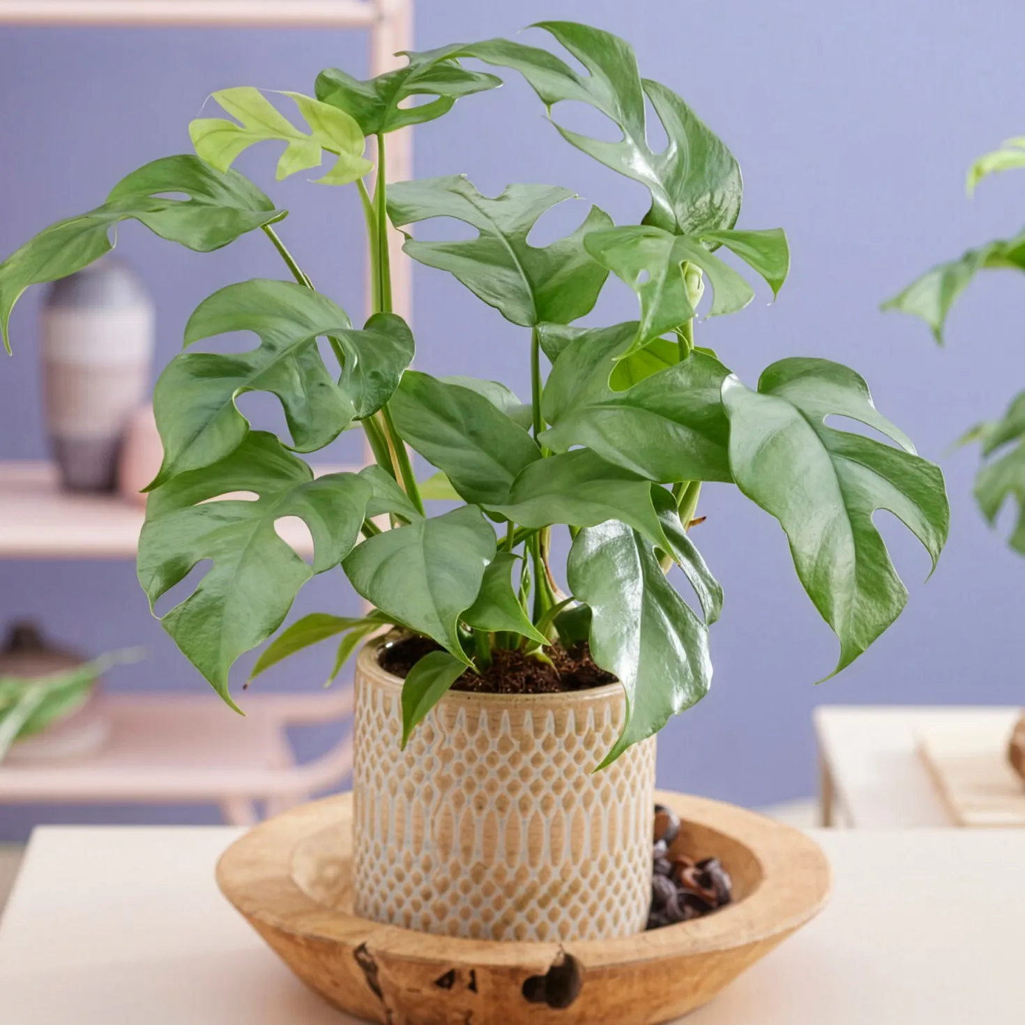Mini gatenplant - Grün mit Dschungel-Effekt