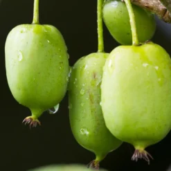 Mini-Kiwi 'Issai' - Süße Kiwis ohne Schälen