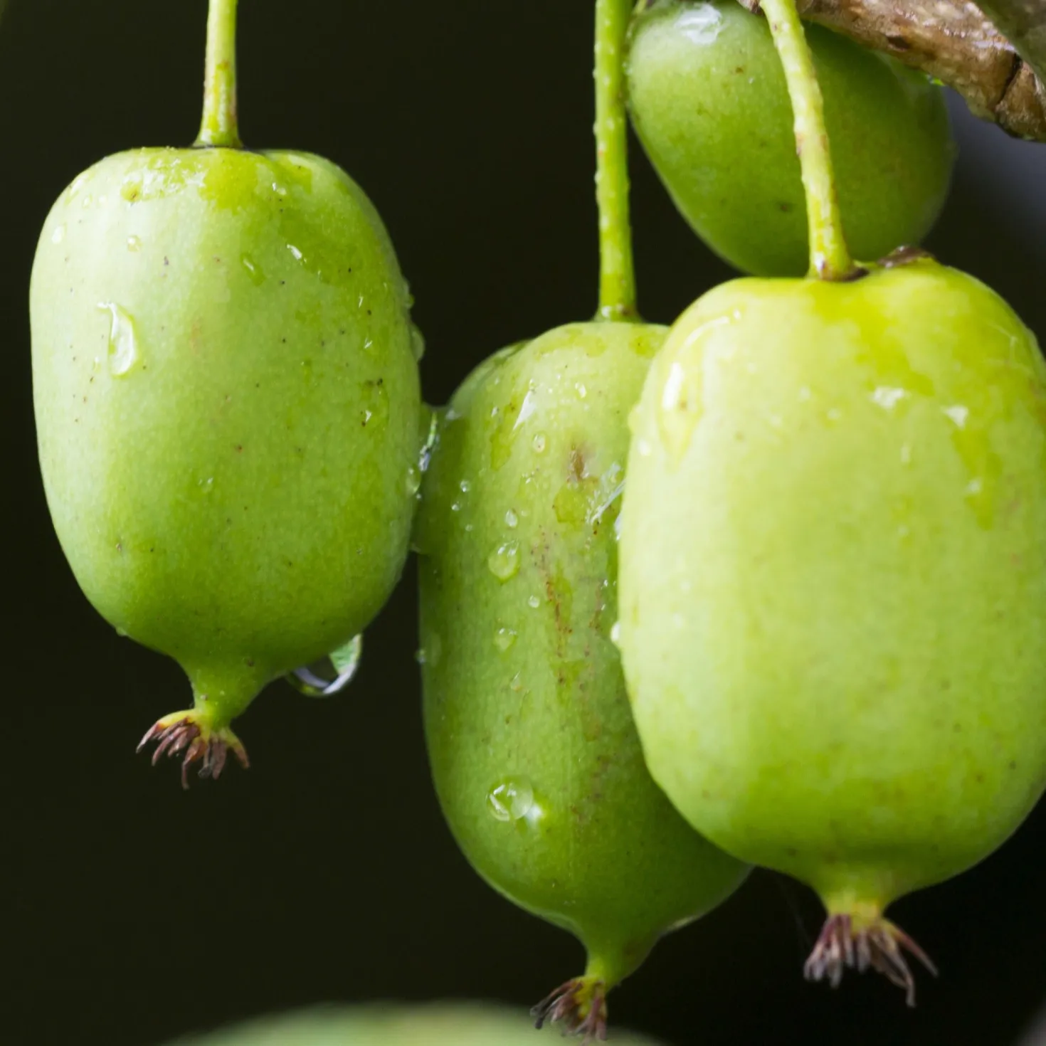 Mini-Kiwi 'Issai' - Süße Kiwis ohne Schälen