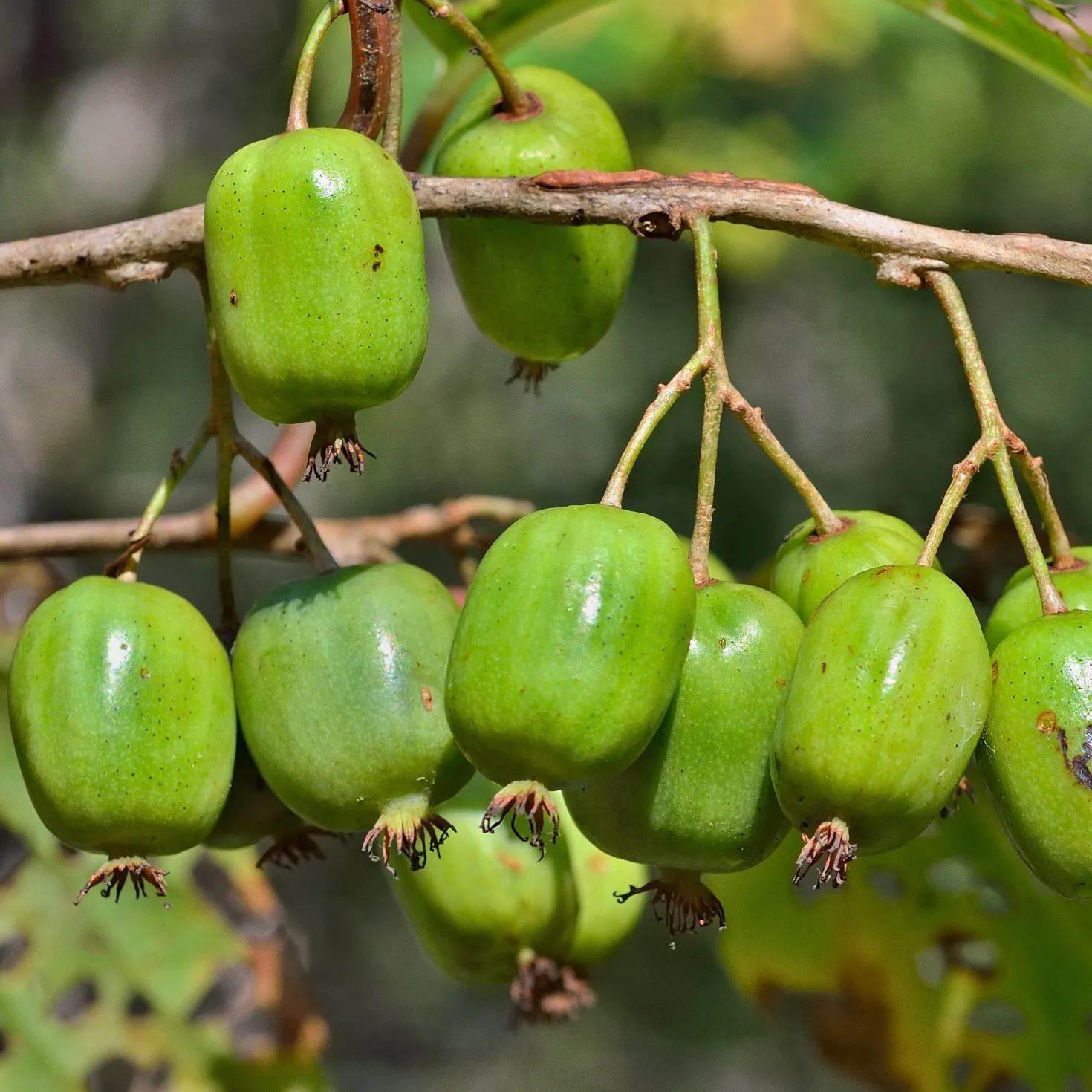 Mini-Kiwi 'Issai' - Süße Kiwis ohne Schälen