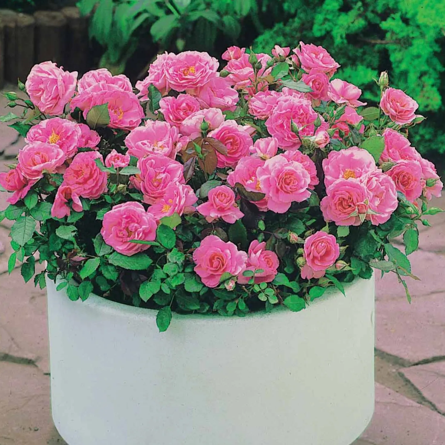 Minirosen ‘Randilla’ rosa (x3) - Blüten von Juni bis Oktober