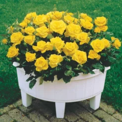 Mini-Rose Randilla gelb (x3) - Sonnengelb den ganzen Sommer