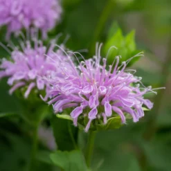 Minzblatt-Bergamotte - Duft, Tee und Bienen
