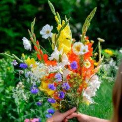 Mischung aus Gladiolen und Samen - Blühwand in Sommerfarben