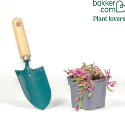 Mittagsblume Desert Dancers® Red - Rotes Blütenmeer im Nu