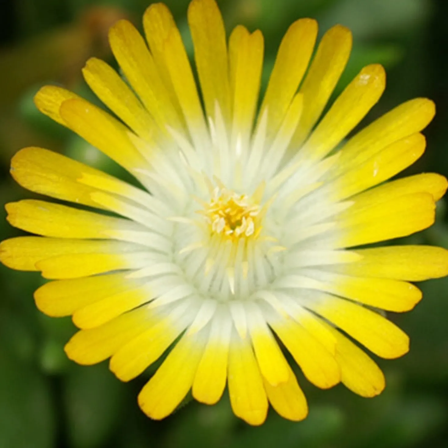 Mittagsblume 'Jewel of Desert Peridott' - Sonnenteppich ohne Gießstress