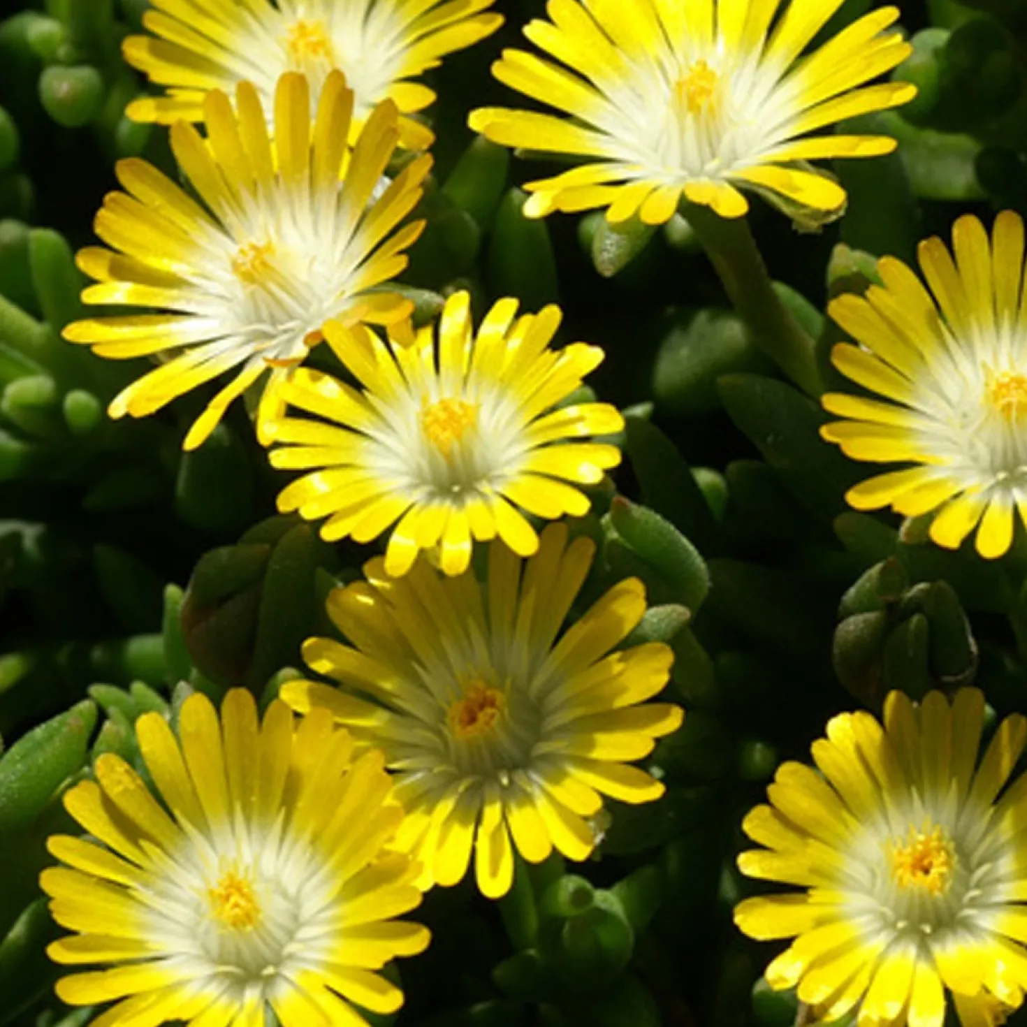 Mittagsblume 'Jewel of Desert Peridott' - Sonnenteppich ohne Gießstress