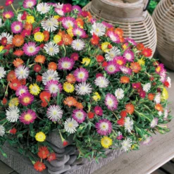 Mittagsblumen Mischung (x3) - Blütenteppich in der Sonne