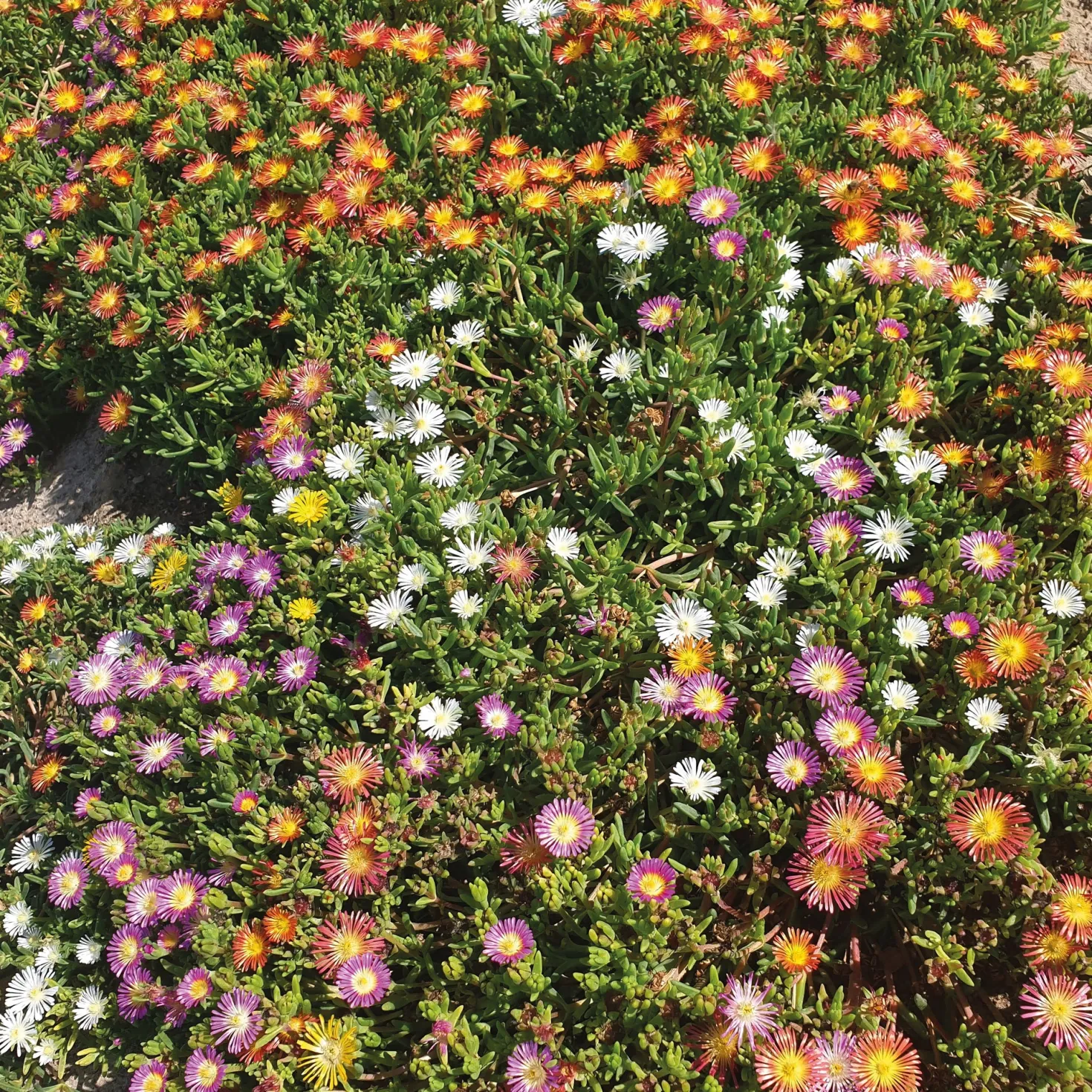 Mittagsblumen Mischung (x3) - Blütenteppich in der Sonne