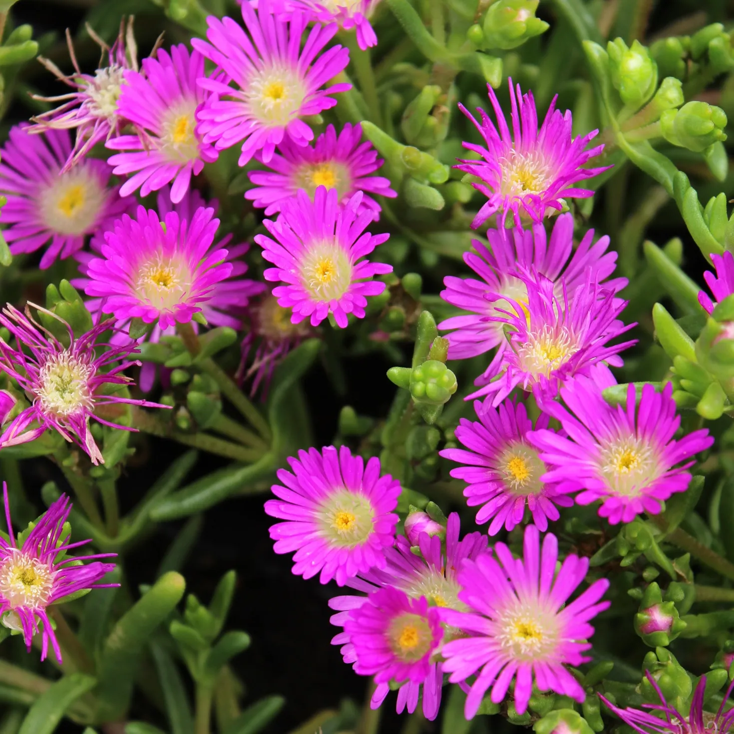 Mittagsblume Wheels of Wonder® Violet - Blütenteppich ohne Aufwand