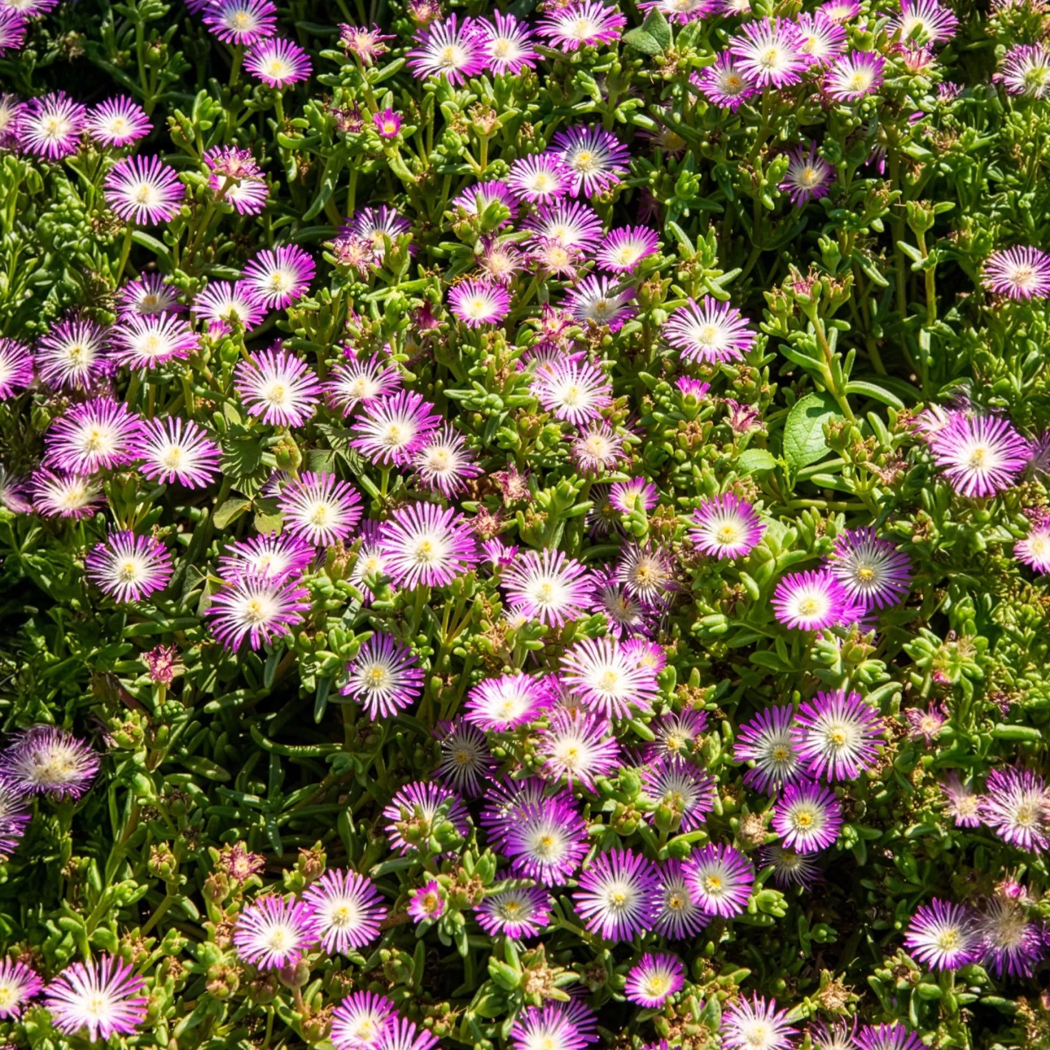 Mittagsblume Wheels of Wonder® Violet - Blütenteppich ohne Aufwand