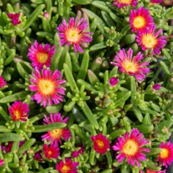 Mittagsblume 'Wheels of Wonder Hot Pink'® - Pink, das den Sommer trotzt