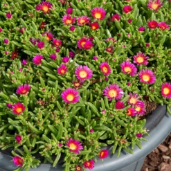 Mittagsblume 'Wheels of Wonder Hot Pink'® - Pink, das den Sommer trotzt
