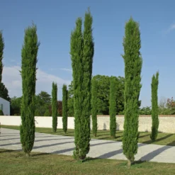 Mittelmeerzypresse Totem - Mediterranes Flair sofort