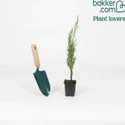 Mittelmeerzypresse Totem - Mediterranes Flair sofort