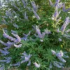 Mönchspfeffer ‘Delta Blues’ - Blaue Blüten den ganzen Sommer