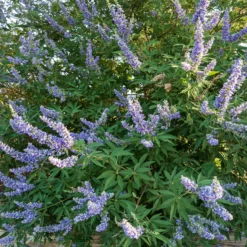 Mönchspfeffer ‘Delta Blues’ - Blaue Blüten den ganzen Sommer