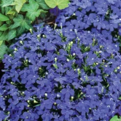 Männertreu ‘Emperor William’ - Blaues Blütenmeer im Garten