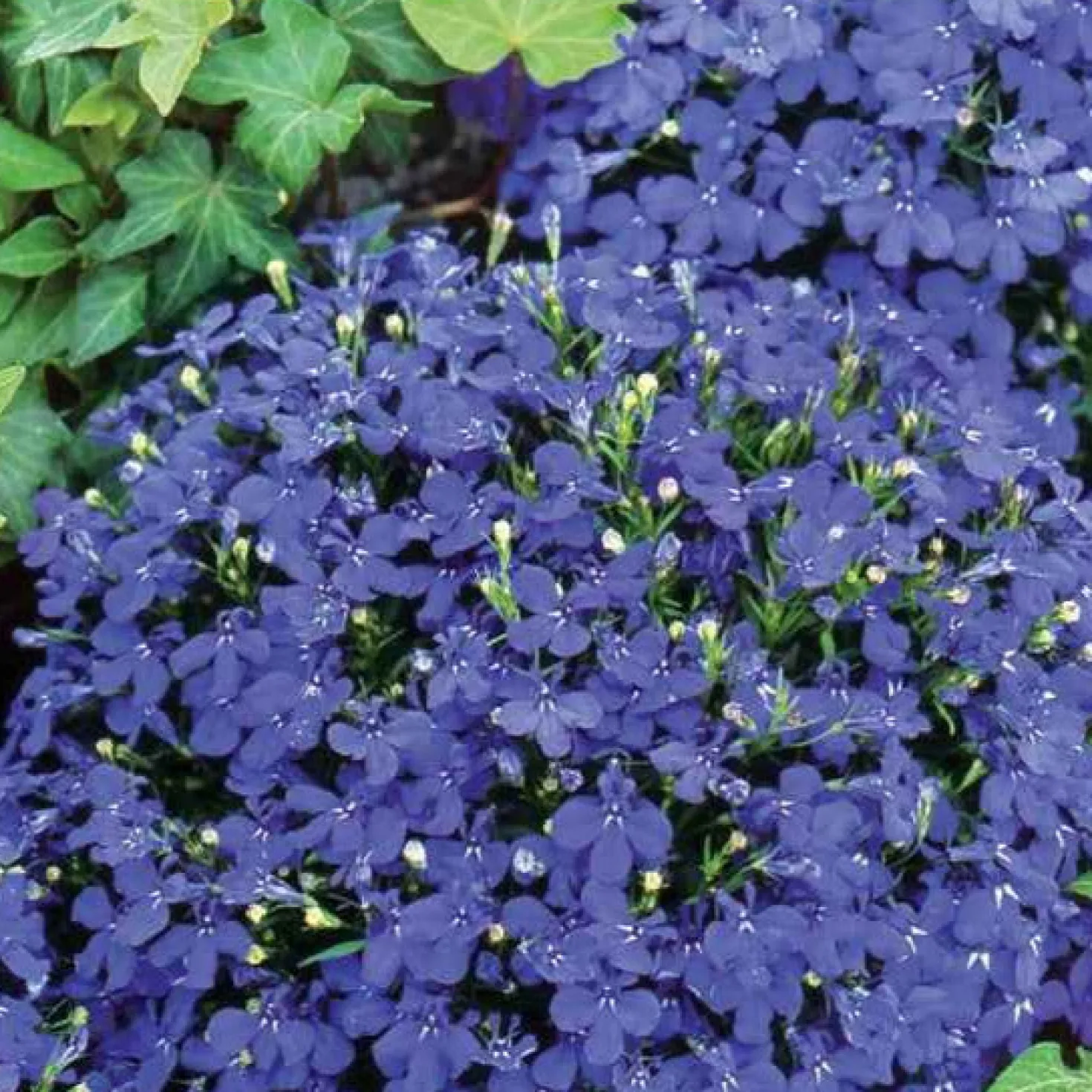 Männertreu ‘Emperor William’ - Blaues Blütenmeer im Garten