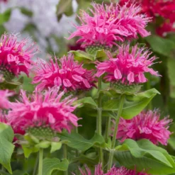 Monarde Pink Lace - Rosa Blüten, die summen