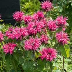 Monarde Pink Lace - Rosa Blüten, die summen