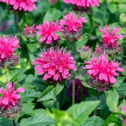 Monarde Pink Lace - Rosa Blüten, die summen