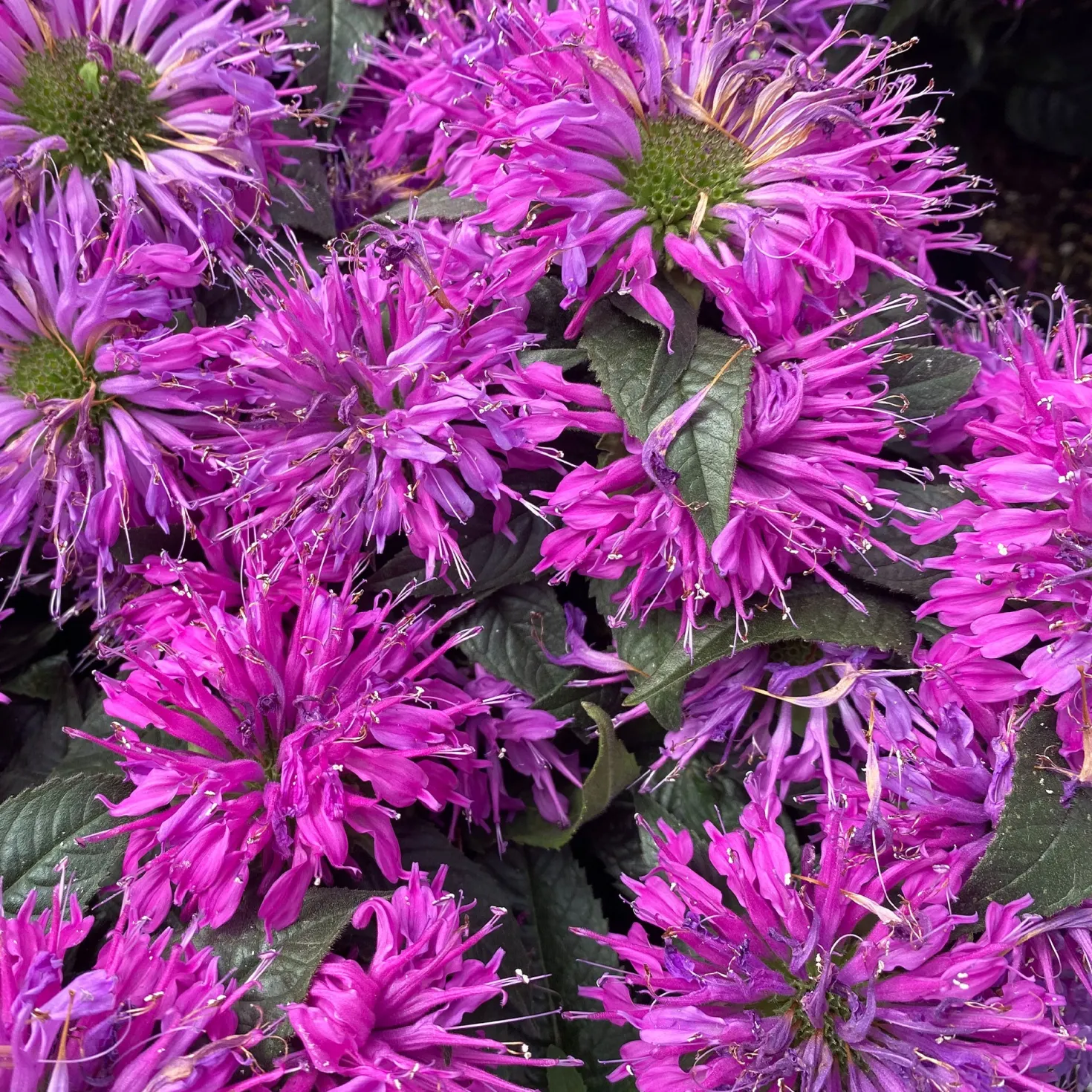 Monarde Purple Lace - Bienenmagnet in Violett