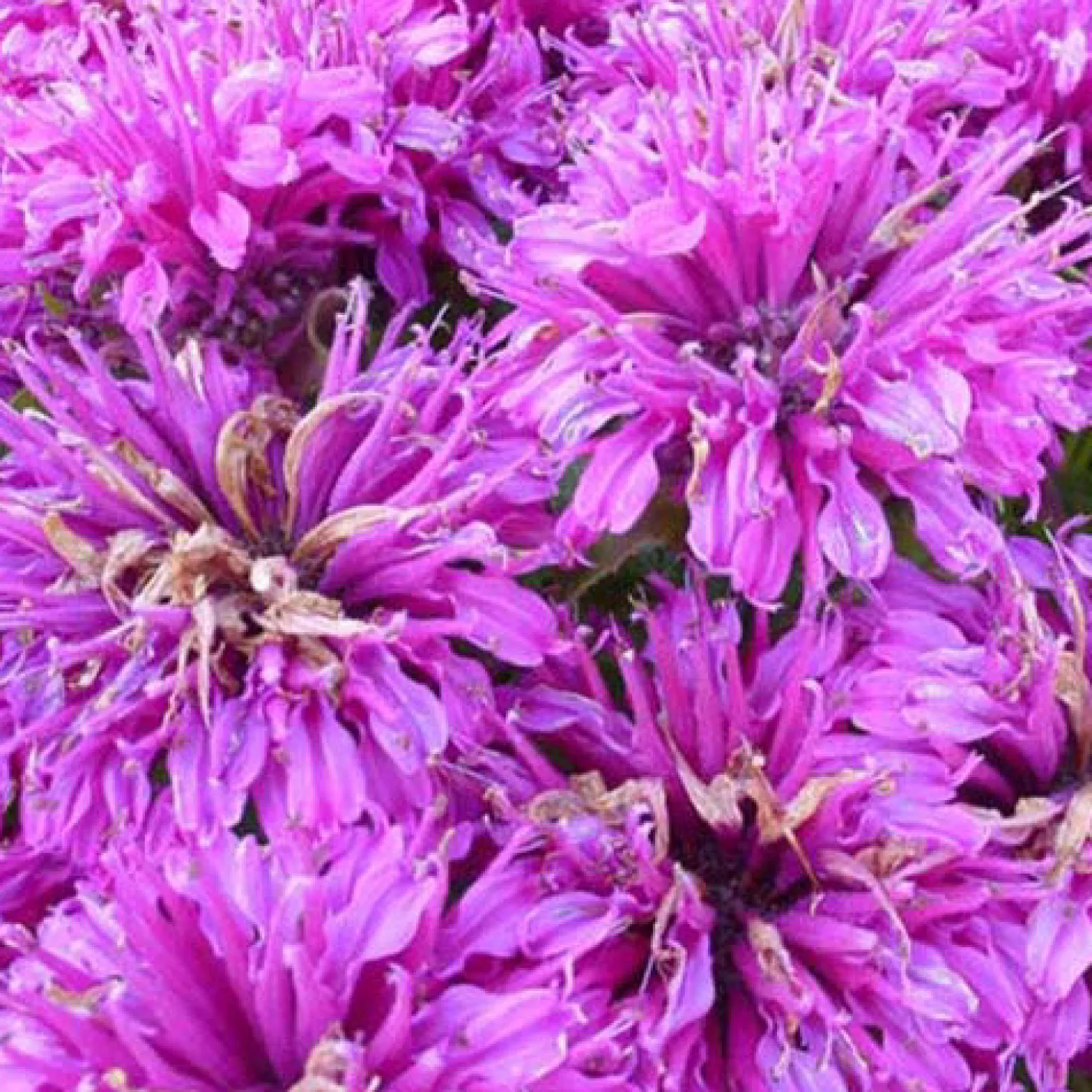 Monarde Purple Lace - Bienenmagnet in Violett