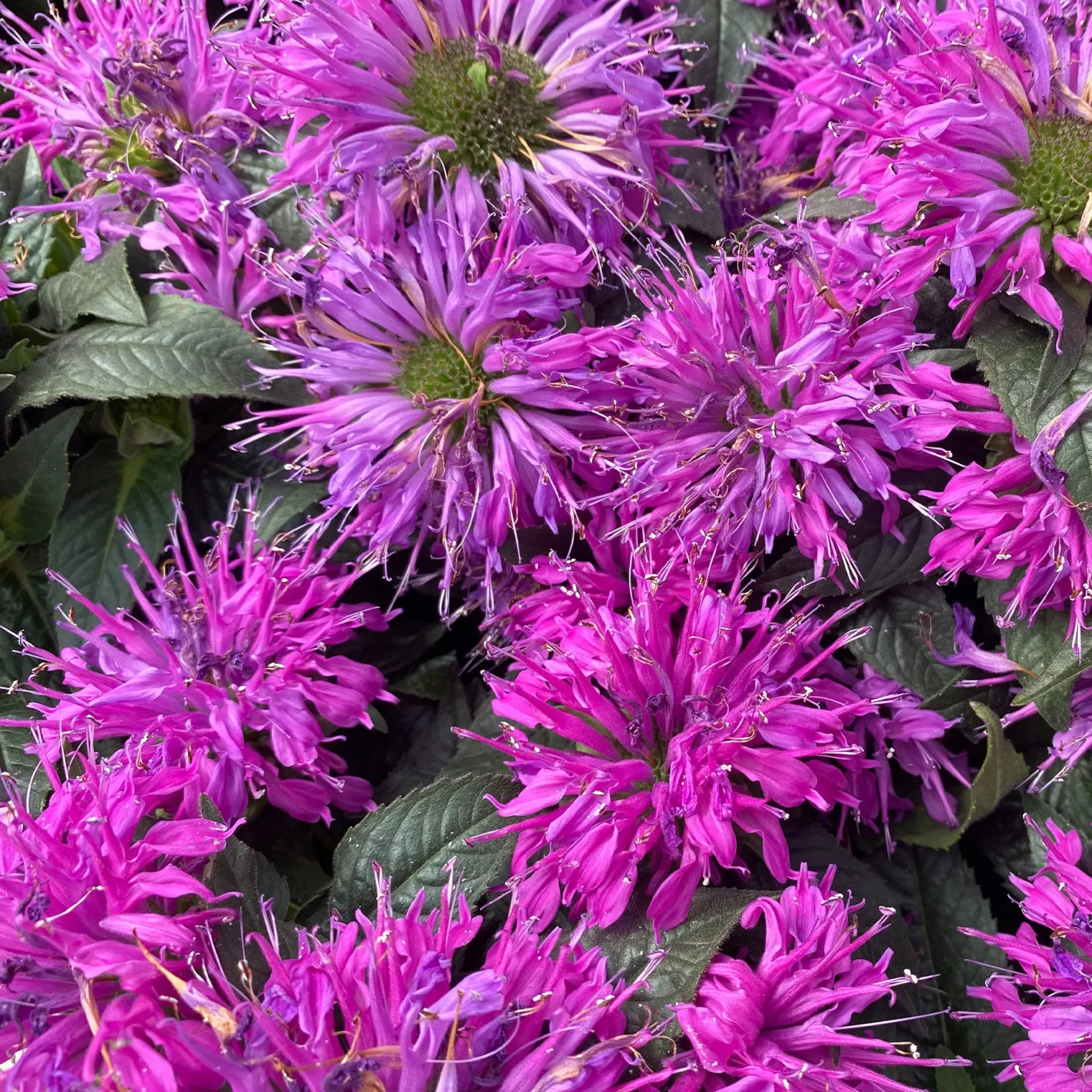 Monarde Purple Lace - Bienenmagnet in Violett
