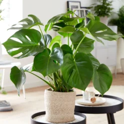 Monstera deliciosa - Dschungel-Feeling sofort
