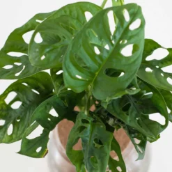 Monstera im Kugelglas - Hydroponik - Ikonisches Blattwerk, tropische Gärten