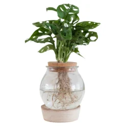 Monstera im Kugelglas mit LED-Beleuchtung - Hydroponik - Grafisches Blatt, tropisch