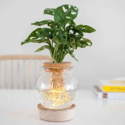 Monstera im Kugelglas mit LED-Beleuchtung - Hydroponik - Grafisches Blatt, tropisch