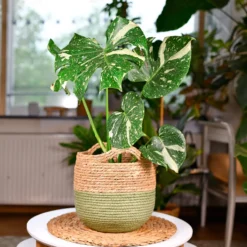 Monstera Thai Constellation - Buntes Blattwerk sofort