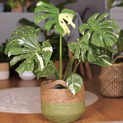 Monstera Thai Constellation - Buntes Blattwerk sofort