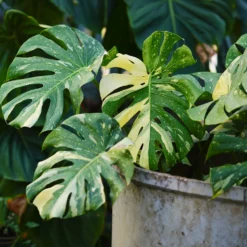 Monstera Thai Constellation - Buntes Blattwerk sofort