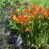 Montbretie 'Emily McKenzie' - Feuriges Orange im Beet
