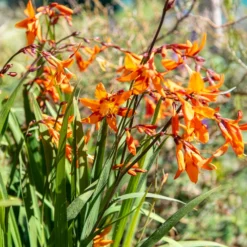 Montbretie 'Emily McKenzie' - Feuriges Orange im Beet