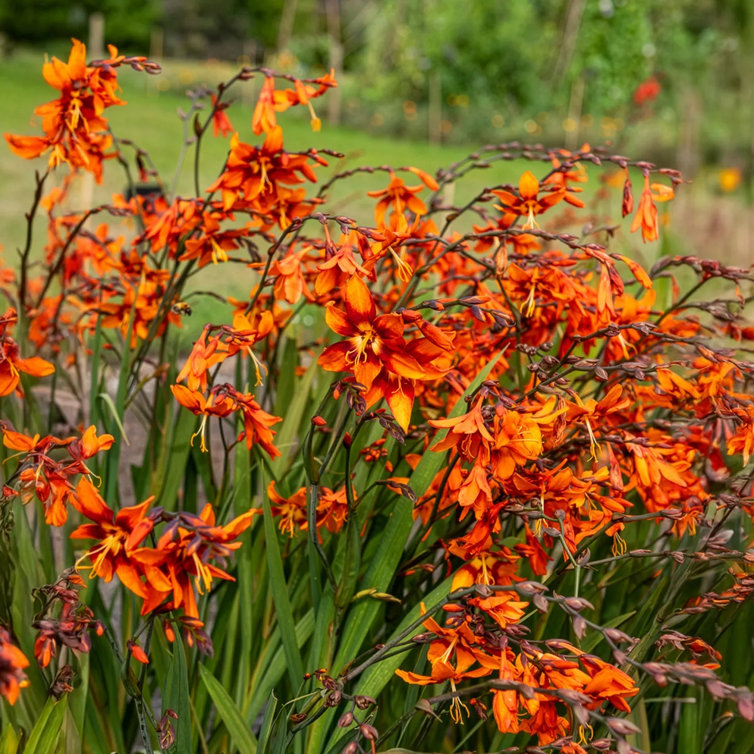 Montbretie 'Emily McKenzie' - Feuriges Orange im Beet