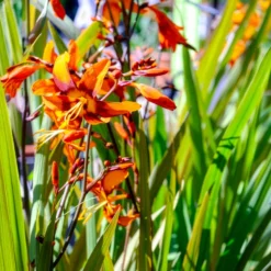 Montbretie 'Emily McKenzie' - Feuriges Orange im Beet