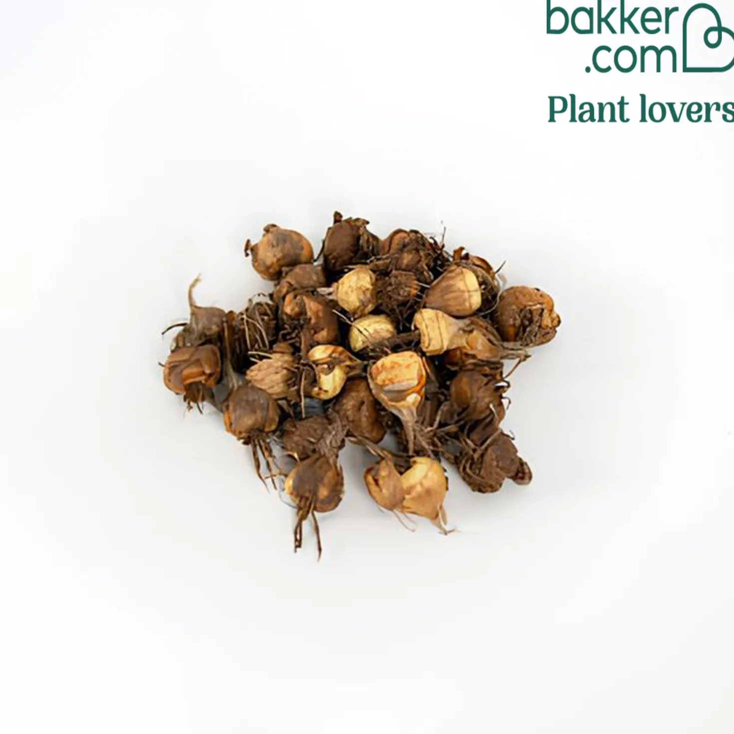 Montbretien Mischung (x30) - Feuerfarben im Hochsommer